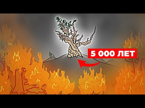 Видео: Знакомьтесь: Мафусаил. Ему 5 000 лет. [Минутка Земли]