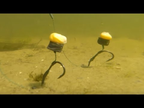 Видео: Поймал карпа сосед ОТ ЗАВИСТИ обворовал С 1 минуты