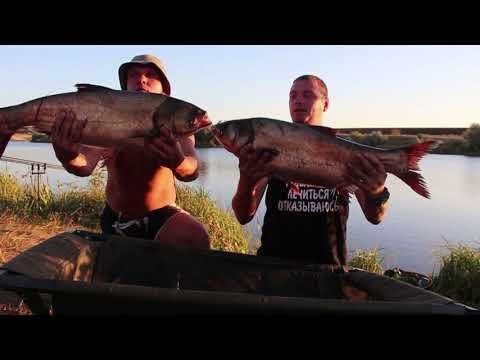Видео: Ловля Толстолобика на Реке.