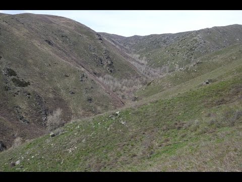 Видео: Охота на медведя в Восточно-Казахстанской области (Зыряновский  район)