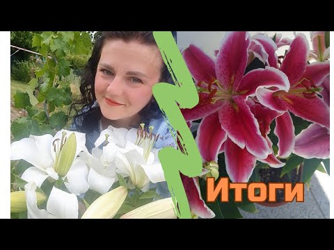 Видео: Выкопала лилии/Разочарование/Нужно учесть ошибки #лилии #цветыдлядома #цветыдлясада #моицветы 