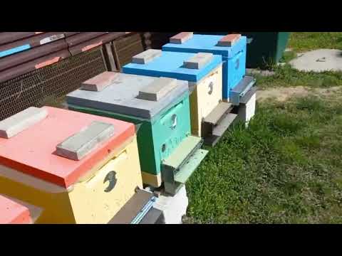 Видео: Сбор Пыльцы 2022!!!