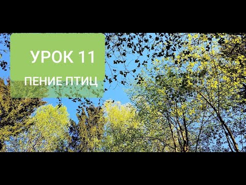 Видео: ПЕНИЕ ЛЕСНЫХ ПТИЦ. УРОК 11. УЧИМ ПОПУГАЯ ПЕТЬ КРАСИВЫЕ ТРЕЛИ!