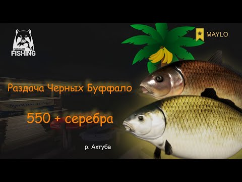 Видео: Фарм серебра,  Буффало р. Ахтуба | Русская Рыбалка 4 | РР4 MAYLO