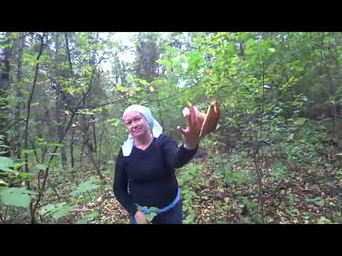 Видео: в Лес по Грибы  🍄 В поисках белого, нашли много маслят