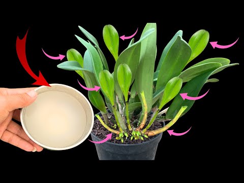 Видео: Мало кто знает! Орхидея сразу же выстреливает со скоростью стрелы.