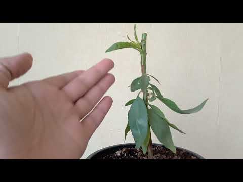 Видео: Присаждане на будна пъпка, бадем върху бадем