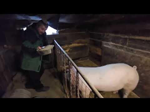 Видео: Закупка зерна и вечернее кормление.