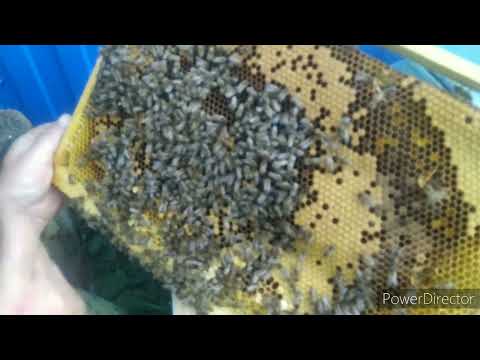 Видео: Подсадка неплодной матки в отводок