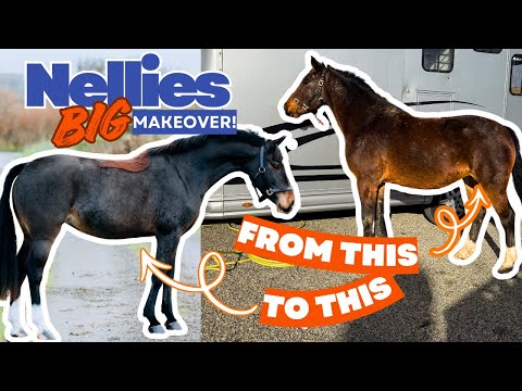 Видео: Сияние Нелли ✨ От пушистой малышки до роскошной спортивной лошади