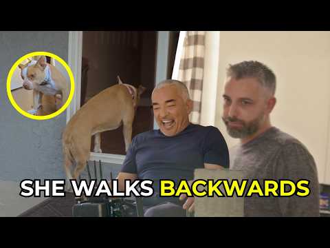 Видео: Как помочь собаке восстановиться после потери друга | Better Human, Better Dog | S02E07