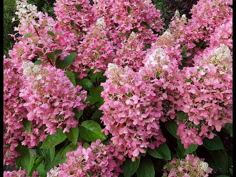 Видео: Укрываем гортензии первогодки. Опилки - прошлый век?