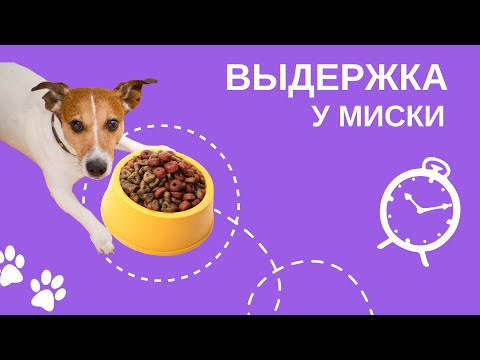 Видео: Упражнение Выдержка у миски для неподбора пищевого мусора