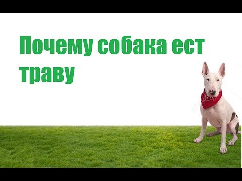 Видео: Почему Собака Ест Траву & Можно Ли Собаке Есть Траву. Ветклиника Био-Вет