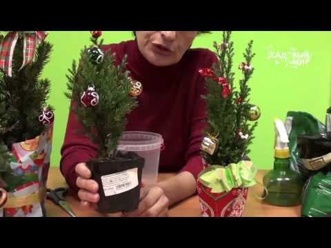 Видео: Как сохранить елочку купленную в магазине. Сайт "Садовый мир"