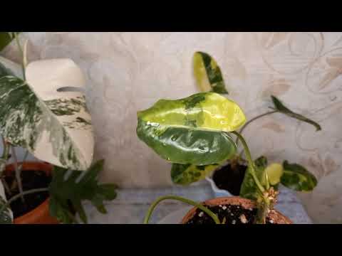 Видео: Возвращаем вариегатность филодендрону Бурле маркс, монстера Альба и другие.....