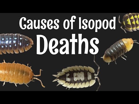 Видео: Руководство по уходу за изоподами. Часть 6: Почему они умирают?