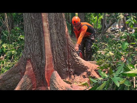 Видео: Красивое дерево ‼️ Красное дерево с опорой