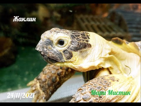 Видео: Об ЭТОМ не пишут в интернете #ЧЕРЕПАХА УМЕРЛА от ЧЕГО ? / ОСТОРОЖНО Черепаха перевернулась на спину