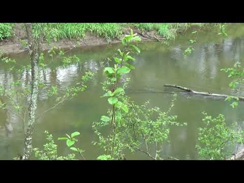 Видео: ГОЛАВЛИНАЯ ОХОТА ПОШЛА НЕ ПО ПЛАНУ, НО РЫБУ ВСЁ ЖЕ НАШЁЛ