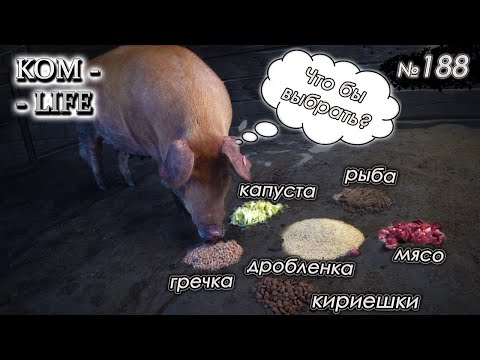 Видео: Какую ЕДУ выберет СВИНЬЯ?