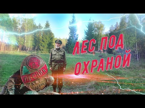 Видео: Лесные раскопки.