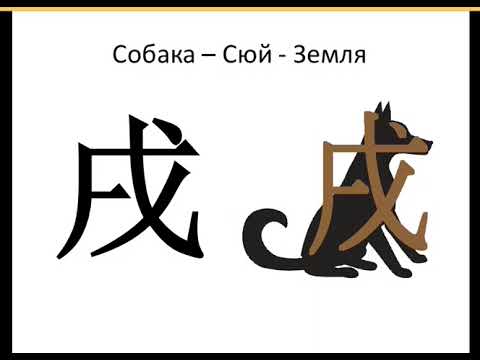 Видео: Собака. 12 земных ветвей бацзы. Особенности и характер