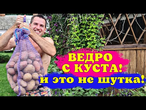 Видео: ВЕДРО С КУСТА! обзор УРОЖАЙНЫХ и не очень СОРТОВ КАРТОФЕЛЯ