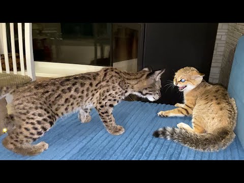 Видео: БАРХАННЫЙ КОТ НАПАДАЕТ НА РЫСЬ / Барханные гибриды хором требуют ласки