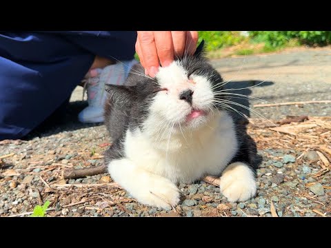 Видео: 150 дружелюбных кошек 🐈💕 Мой день на удивительном кошачьем острове Японии