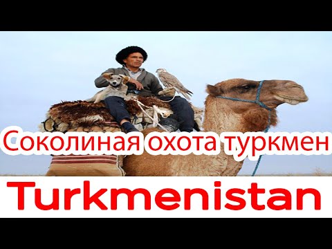 Видео: Соколиная охота туркмен.Turkmen falconry