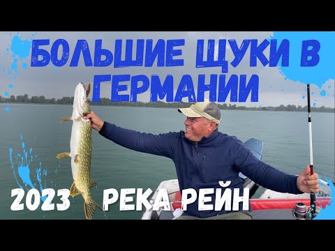 Видео: Большие щуки в Германии