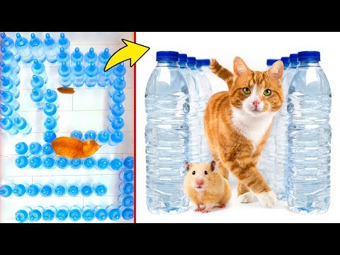 Видео: Хомяк против кота: Челлендж с лабиринтом из бутылок с водой