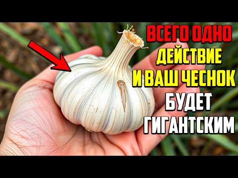 Видео: Этот Метод Посадки Чеснока От Вас Скрывали Всю Жизнь!