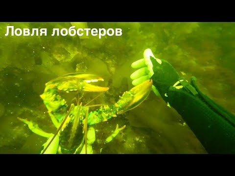 Видео: Ловля лобстеров руками: Дайвинг с берега - охота на лобстера. Как ловить лобстеров под водой