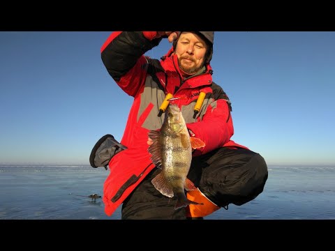 Видео: Хорошенькие окуни на балансир. Рыбалка на водохранилище в декабре