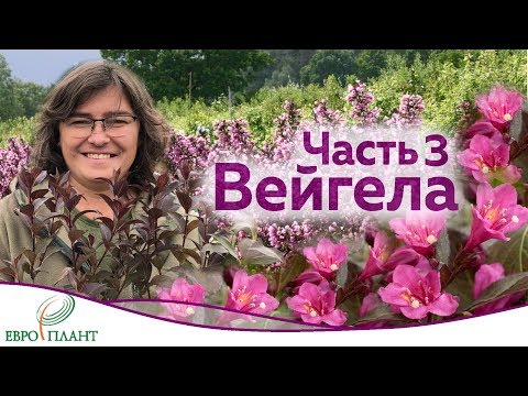 Видео: Цветущие кустарники которые не радуют.Часть 3. Вейгела