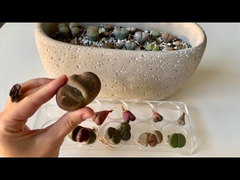 Видео: Литопсы/ Lithops. НОВИНКИ 😍. Разорвала литопс. Плейоспилос Рубра. 01.02.2023