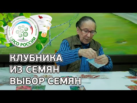 Видео: Какие семена клубники дадут лучший урожай. Клубника, земляника из семян.
