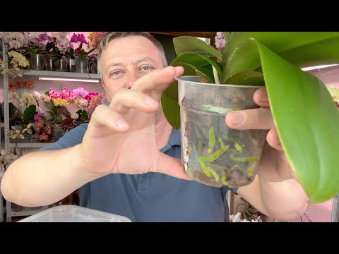 Видео: орхидеи ожили в керамзите с кокосовыми чипсами / орхидеи после пересадки