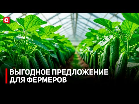 Видео: Лучший метод для обогрева теплиц! В Беларуси пересмотрят цены на пеллеты для фермеров