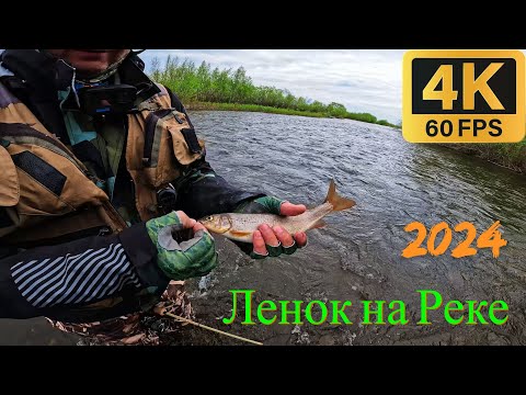 Видео: Ленок на Shimano 17 Soare Ci4 Ajing S604l-s Light Game. Байкал.