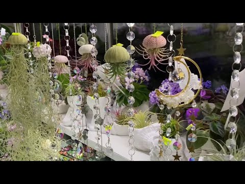 Видео: Обзор Тилландсий 28.10.25 #кімнатніквіти #дизайнинтерьера #plants 