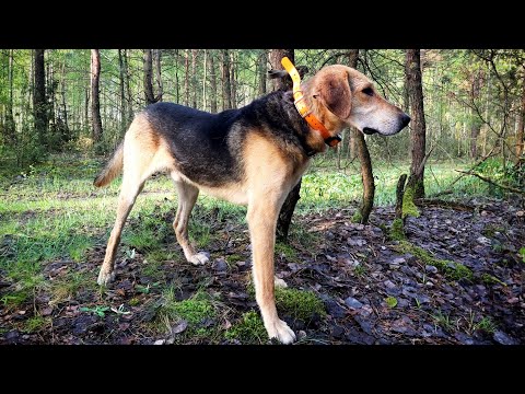 Видео: Выжлец Русской гончей Заграй.