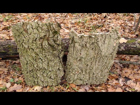 Видео: За корой бархата амурского на лесной точек.