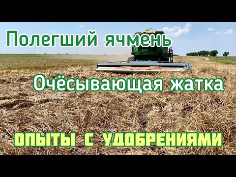 Видео: Уборка полегшего ячменя очёсывающей жаткой | Результаты опытов с удобрениями