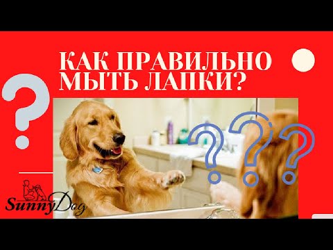 Видео: Как правильно мыть лапы после прогулки собаке: советы  профи