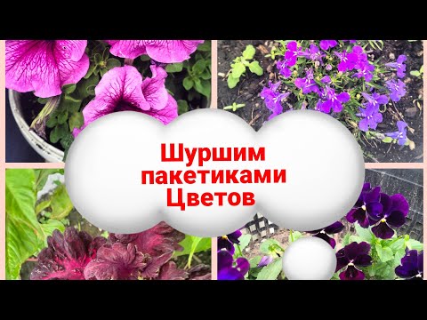 Видео: Разбираю пакеты семян цветов.Что оставлю к следующему сезону?