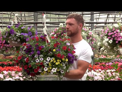 Видео: Как ухаживать за подвесными корзинами