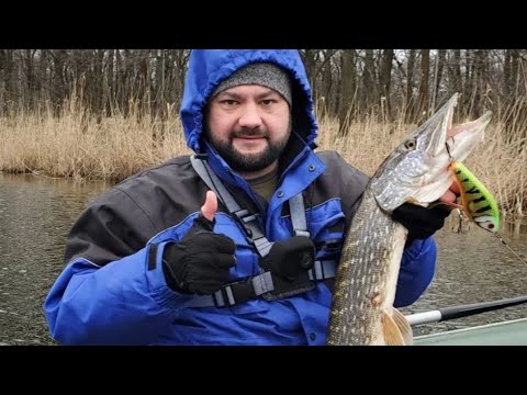 Видео: Щука после нереста весной на джерк